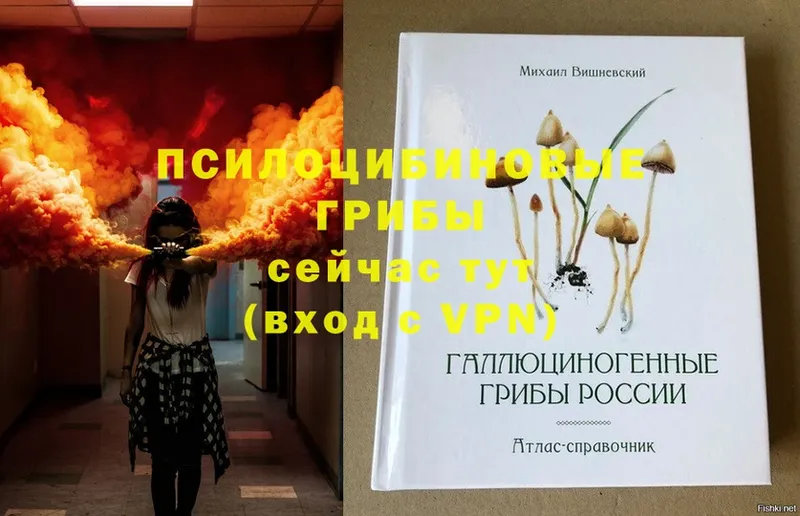 Псилоцибиновые грибы Psilocybe  магазин  наркотиков  Анадырь 